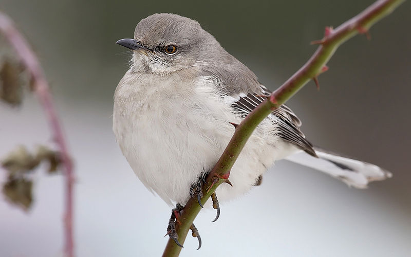 Mimus polyglottos