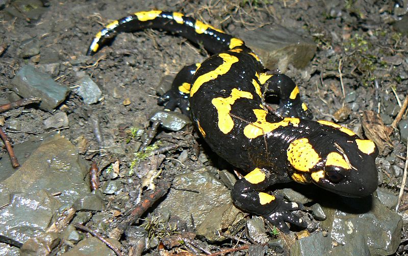 Salamandra