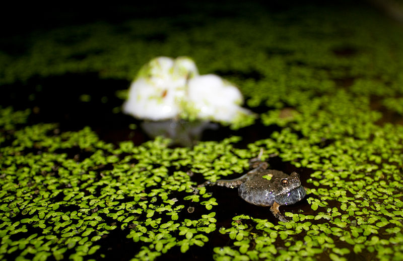 pustulosus swimming